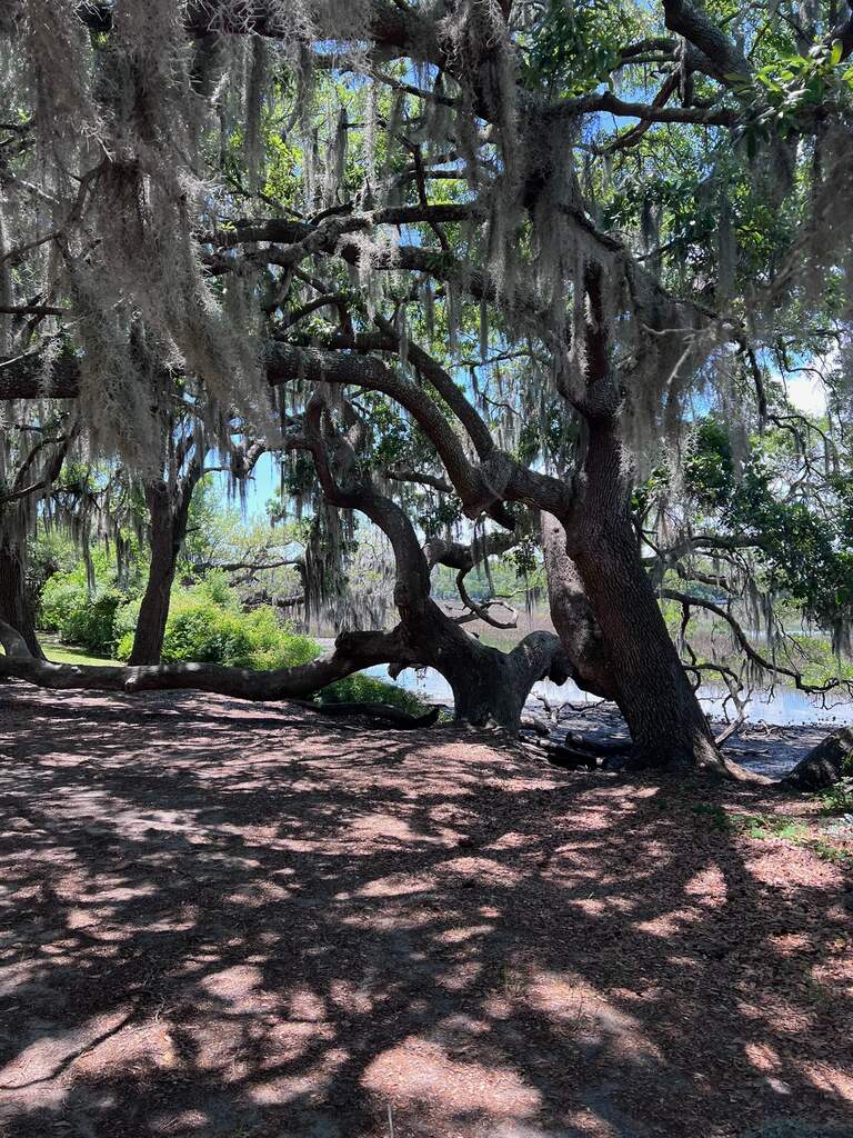 Live oaks draped in Spanish moss along the marsh at Boone Hall Plantation