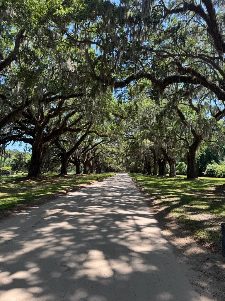 The Avenue of Oaks at Boone Hall Plantation, live oaks and Spanish moss arching over the drive on a Charleston girls' trip