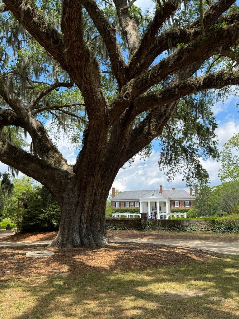 The Boone Hall Plantation main house framed by a giant live oak in Mount Pleasant, SC