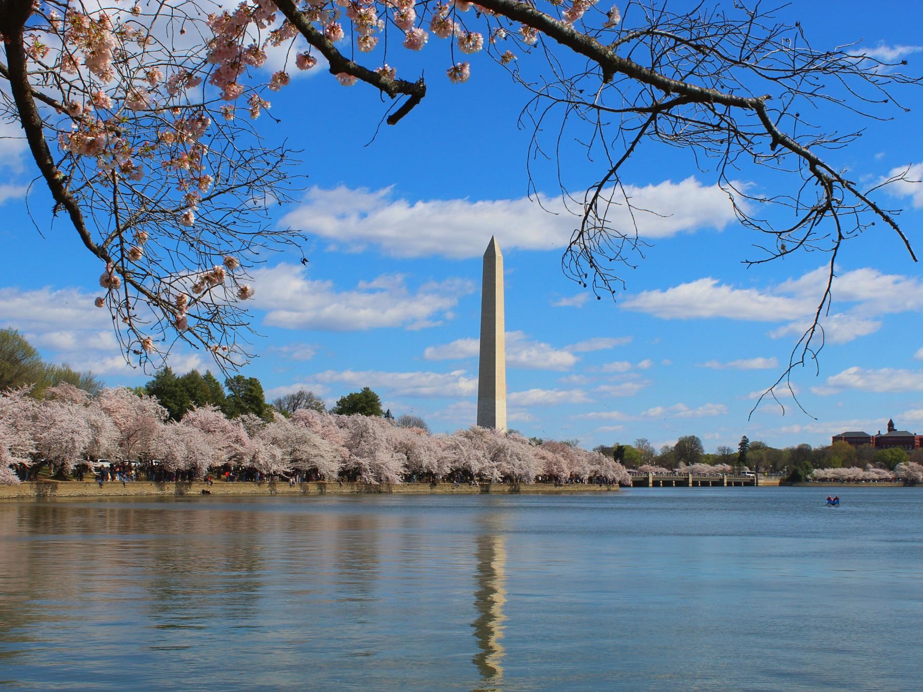 Washington Monument framed by spring blossoms in Washington, DC